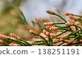 Extreme close-up of young male pine cones or pollen buds forming on a green coniferous branch 138251191