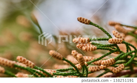 Extreme close-up of young male pine cones or pollen buds forming on a green coniferous branch Extreme close-up of young male pine cones or pollen buds forming on a green coniferous branch 138251191