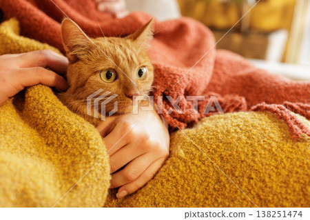 Close up of ginger cat resting on lap under blanket while being gently held indoors. Ideal for pet care advertising and emotional bonding campaigns. Close up of ginger cat resting on lap under blanket while being gently held indoors. Ideal for pet care advertising and emotional bonding campaigns. 138251474