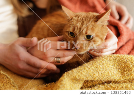 Close up of a ginger cat held gently in human hands on a soft blanket indoors. Ideal for pet care advertising and animal welfare campaigns. Close up of a ginger cat held gently in human hands on a soft blanket indoors. Ideal for pet care advertising and animal welfare campaigns. 138251493