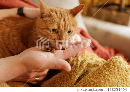 Close up of a ginger cat eating dry pet food from a person hand on a soft blanket indoors. Ideal for pet food advertising and animal care campaigns. Close up of a ginger cat eating dry pet food from a person hand on a soft blanket indoors. Ideal for pet food advertising and animal care campaigns. 138251494