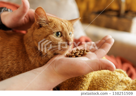 Close up of ginger cat eating dry pet food from owner hand indoors. Ideal for pet food advertising and pet care product promotion. Close up of ginger cat eating dry pet food from owner hand indoors. Ideal for pet food advertising and pet care product promotion. 138251509
