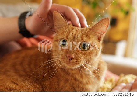 Close up of ginger cat being gently stroked by owner indoors. Ideal for pet care advertising and animal welfare campaigns. Close up of ginger cat being gently stroked by owner indoors. Ideal for pet care advertising and animal welfare campaigns. 138251510