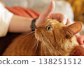 Close up of ginger cat being stroked by hand indoors. Ideal for pet care advertising and animal welfare communication. 138251512