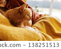 A ginger cat laps under a blanket in a homey setting, creating a scene of care and comfort. Suitable for advertising pet products and grooming. 138251513