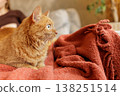 Ginger cat lying on textured blanket in home interior. Ideal for pet lifestyle advertising, comfort concepts, and cozy indoor living visuals. 138251514