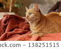 Ginger cat lying on soft blanket indoors looking aside. Ideal for pet lifestyle advertising, home comfort concepts, and cozy domestic living visuals. 138251515