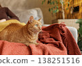 Ginger cat resting on textured blanket on sofa in home interior. Ideal for pet lifestyle advertising, cozy living concepts, and domestic comfort visuals. 138251516