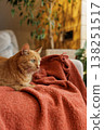Ginger cat lying on textured red blanket on sofa in home interior. Ideal for pet lifestyle advertising, cozy living concepts, and domestic comfort visuals. 138251517