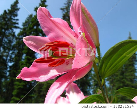 Fragrant And Boldly Beautiful Oriental Lily 138251554