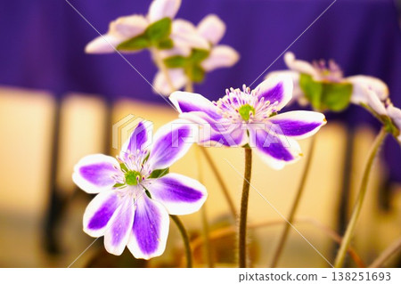 Blue snowflakes flower Blue snowflakes flower 138251693