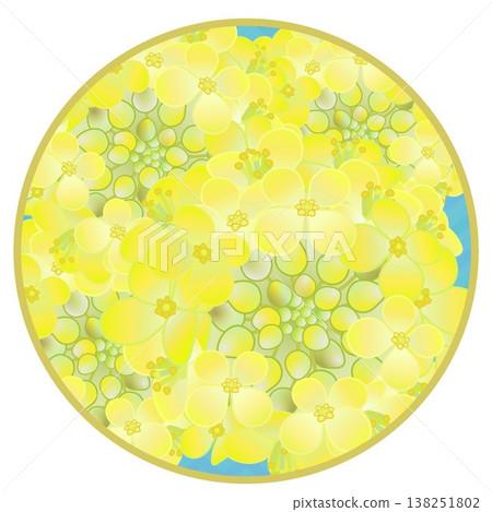 Illustration of rapeseed flowers with a circular background Illustration of rapeseed flowers with a circular background 138251802