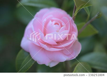 Pale pink camellia flowers, a refined and beautiful spring flower arrangement bathed in soft light. Pale pink camellia flowers, a refined and beautiful spring flower arrangement bathed in soft light. 138251804