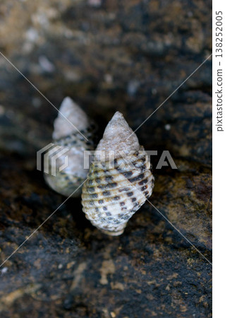 在沖繩宜野座村的岩石海岸上發現了兩隻名為「Gomafunina」的蝸牛。 138252005