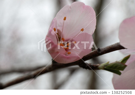 Almond blossoms and branches - pale pink flowers that herald spring. Almond blossoms and branches - pale pink flowers that herald spring. 138252508