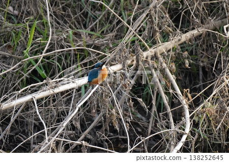 Kingfisher aiming for food Kingfisher aiming for food 138252645