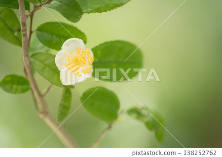 White-petaled tea flowers bloom quietly in autumn White-petaled tea flowers bloom quietly in autumn 138252762