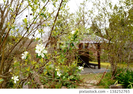 Rikyu plum and gazebo Rikyu plum and gazebo 138252765