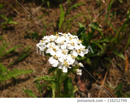 Wild Yarrow In A Dry Place Wild Yarrow In A Dry Place 138252799