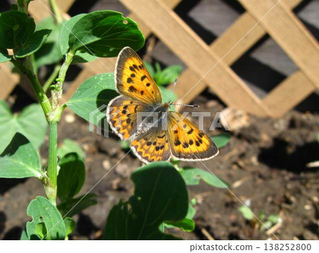 Purplish Copper Sunning Its Wings Purplish Copper Sunning Its Wings 138252800