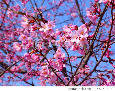 在Ueda城堡的櫻花破壞公園 在Ueda城堡的櫻花破壞公園 138252808