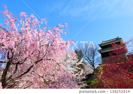 上田城遺址公園瞭望塔下方草地上的山櫻 上田城遺址公園瞭望塔下方草地上的山櫻 138252814