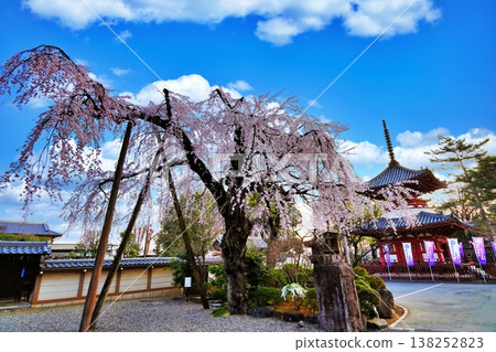 The weeping cherry tree at Kitain Temple (Kawagoe City, Saitama Prefecture) The weeping cherry tree at Kitain Temple (Kawagoe City, Saitama Prefecture) 138252823