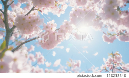 背景圖片為盛開的櫻花,映襯著藍天,沐浴在陽光下。 背景圖片為盛開的櫻花,映襯著藍天,沐浴在陽光下。 138252848