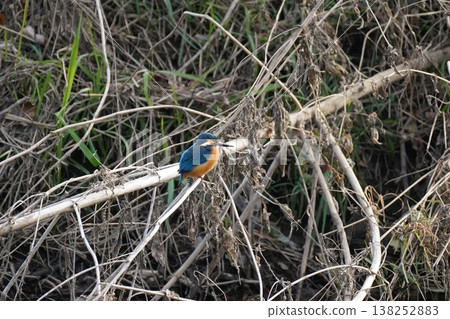 Kingfisher 138252883