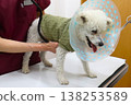 A white toy poodle wearing an Elizabethan collar during a medical examination. 138253589
