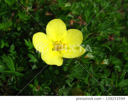 Pale Yellow Potentilla Shrub Flower Pale Yellow Potentilla Shrub Flower 138253594