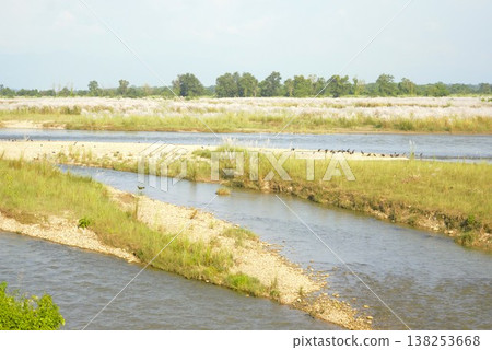 Riverside and waterfowl in Chitwan National Park, Nepal 138253668