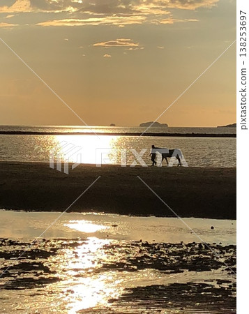 A horse strolling along the sea at dusk. A horse strolling along the sea at dusk. 138253697