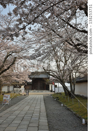 Cherry blossoms along the approach to Sanboin Temple, a World Heritage Site at Daigoji Temple (Fushimi Ward, Kyoto City) Cherry blossoms along the approach to Sanboin Temple, a World Heritage Site at Daigoji Temple (Fushimi Ward, Kyoto City) 138253731