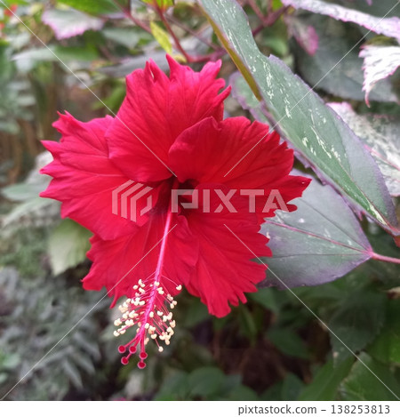紅芙蓉 紅芙蓉 138253813