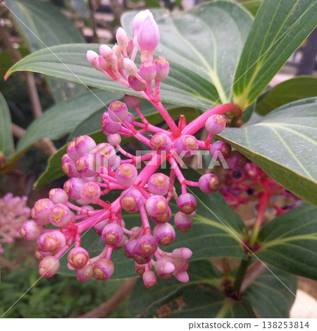 可愛的粉紅色花朵 可愛的粉紅色花朵 138253814