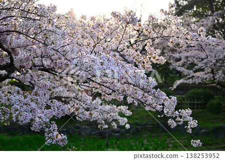 Scenery with cherry blossoms Scenery with cherry blossoms 138253952