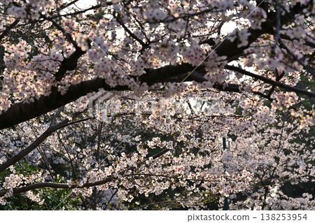 Scenery with cherry blossoms Scenery with cherry blossoms 138253954
