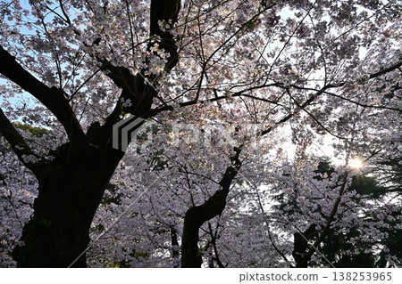 Scenery with cherry blossoms Scenery with cherry blossoms 138253965