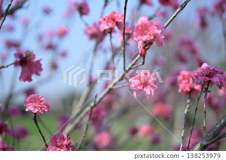 桃花，粉紅色，春天，三月圖片 138253979