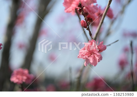 Peach blossoms, pink, spring, March image 138253980