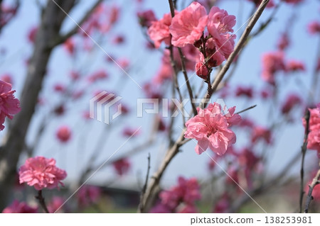 桃花，粉紅色，春天，三月圖片 138253981