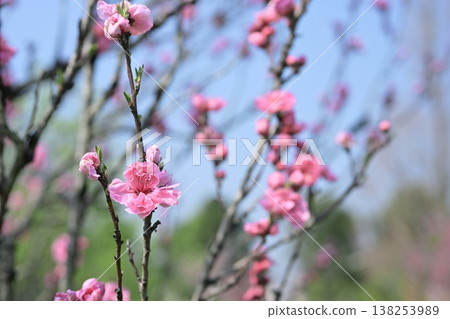 桃花，粉紅色，春天，三月圖片 138253989