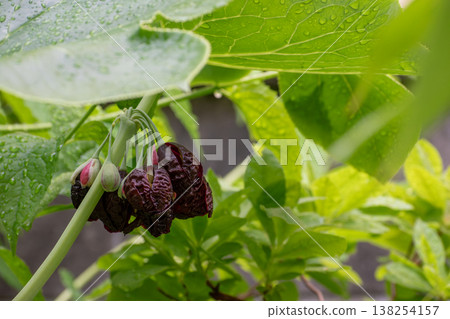 Mintflower's wine-red flowers 138254157