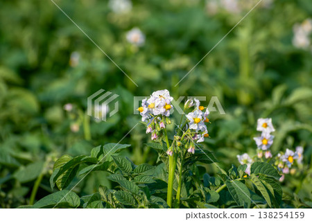 Potato flowers in full bloom, pale purple Potato flowers in full bloom, pale purple 138254159