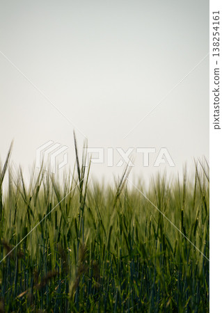 Close up of a green wheat spikelet Close up of a green wheat spikelet 138254161