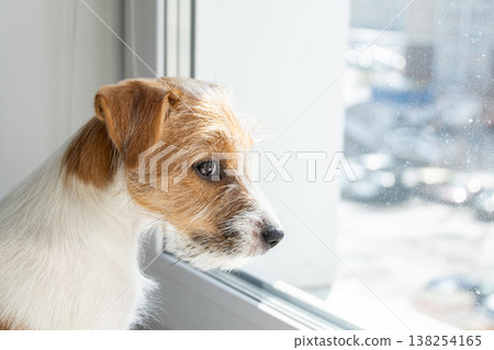 Jack Russell Terrier dog looking through window at home. Small puppy watching outside waiting for owner. Jack Russell Terrier dog looking through window at home. Small puppy watching outside waiting for owner. 138254165