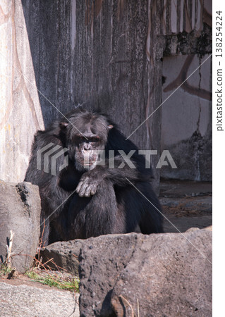 伊豆沙博滕動物園的黑猩猩 伊豆沙博滕動物園的黑猩猩 138254224