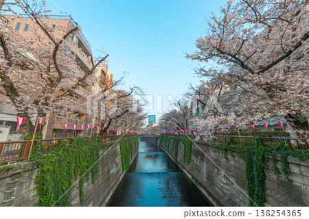 櫻花盛開的目黑川景色。 138254365