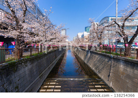 櫻花盛開的目黑川景色。 櫻花盛開的目黑川景色。 138254366
